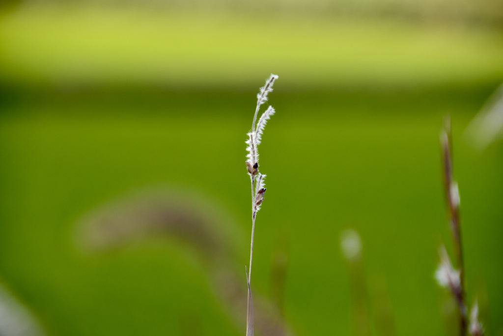 そこにある野草