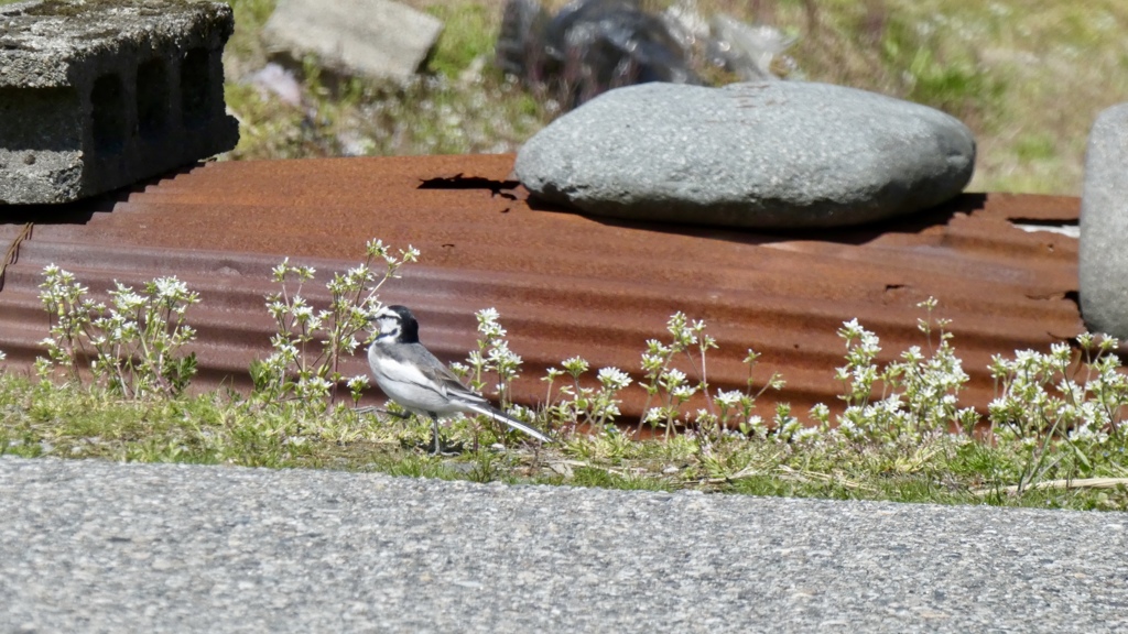 ハクちゃん歩く道