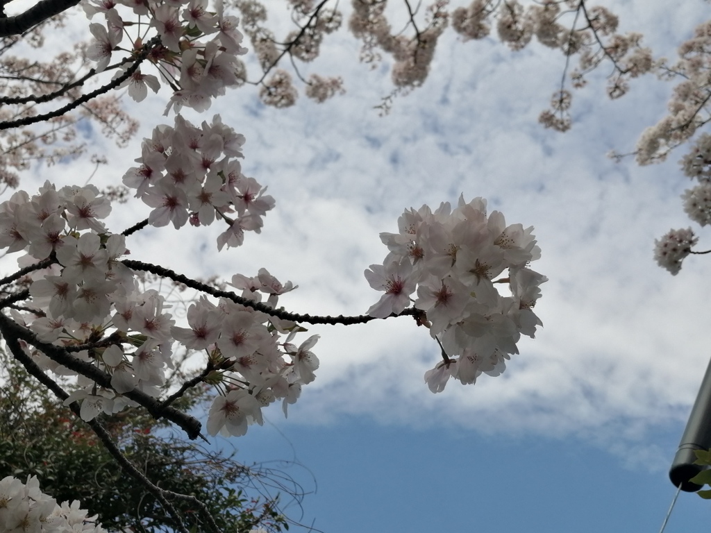 楽しげな桜