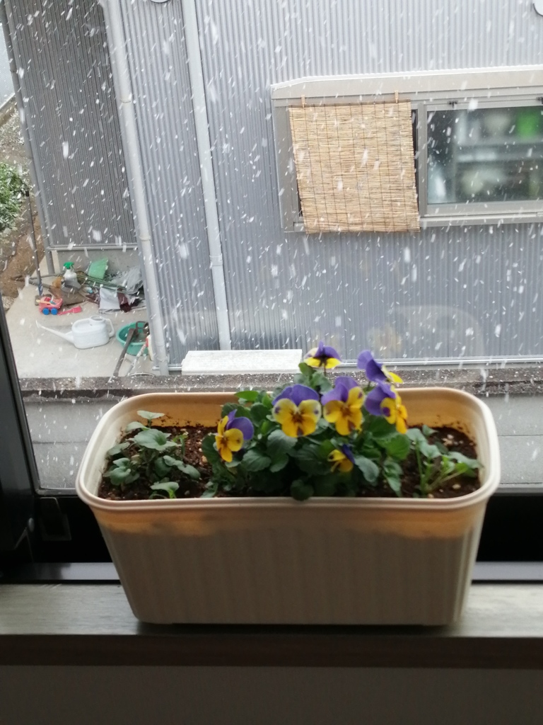雪だよ