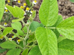 枝豆に花が