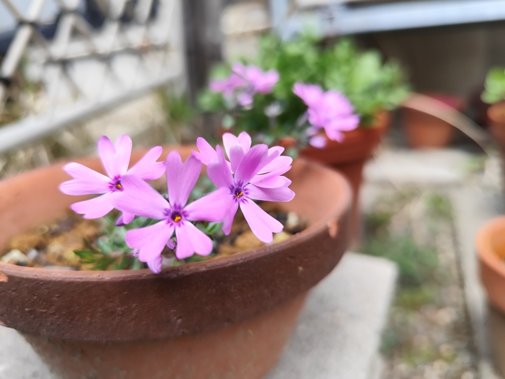 鉢で咲いてた頃の芝桜