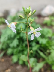 ラディッシュの花