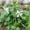 ラディッシュの花