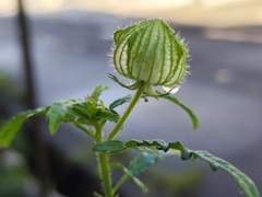 雨上がりに