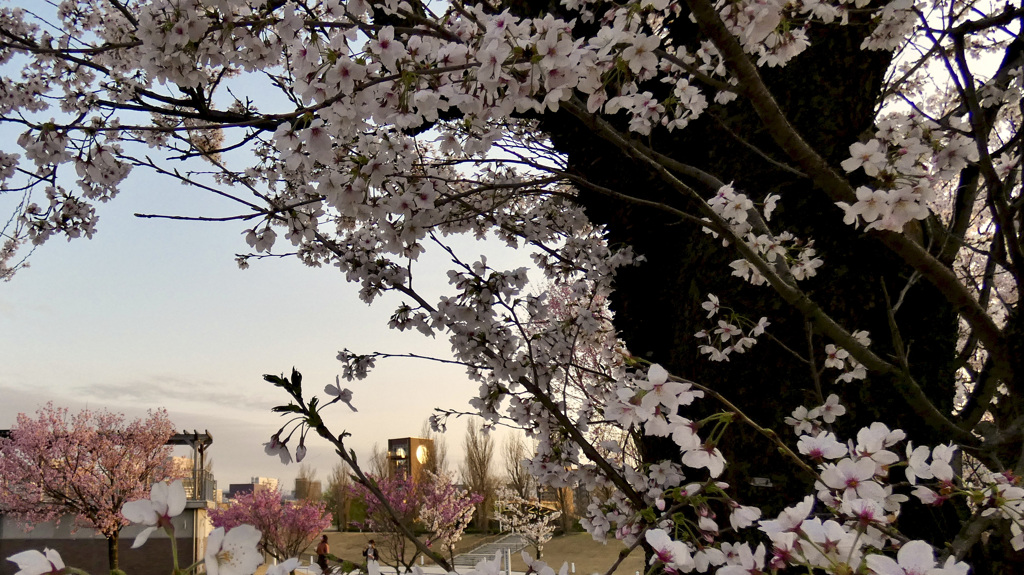 桜が咲いていた