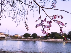 運河沿いの桜