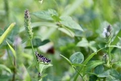 9月の草むらで