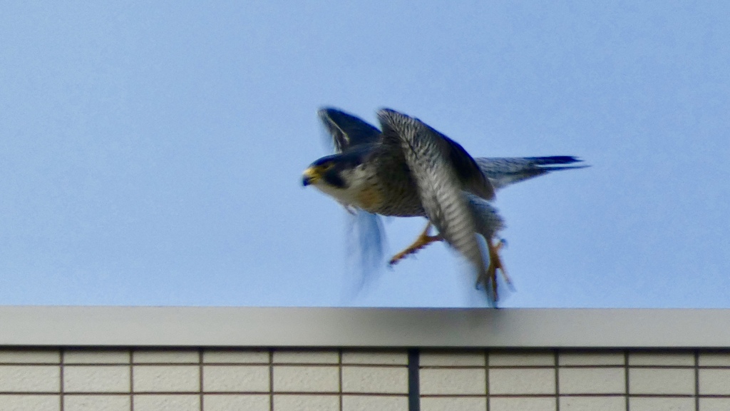 ハヤブサ飛んだ