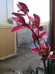 今はなき…和蘭（村雨）です