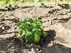 バジル植えました