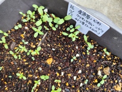 一挙に５種ばらまき