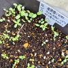 一挙に５種ばらまき