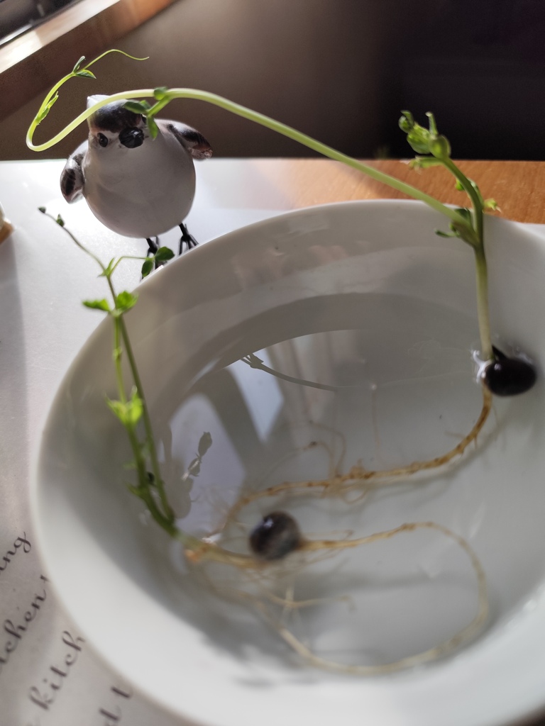 絹さやの…芽が伸びて