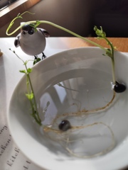 絹さやの…芽が伸びて