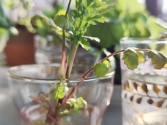 窓辺で冬を過ごしたパクチー