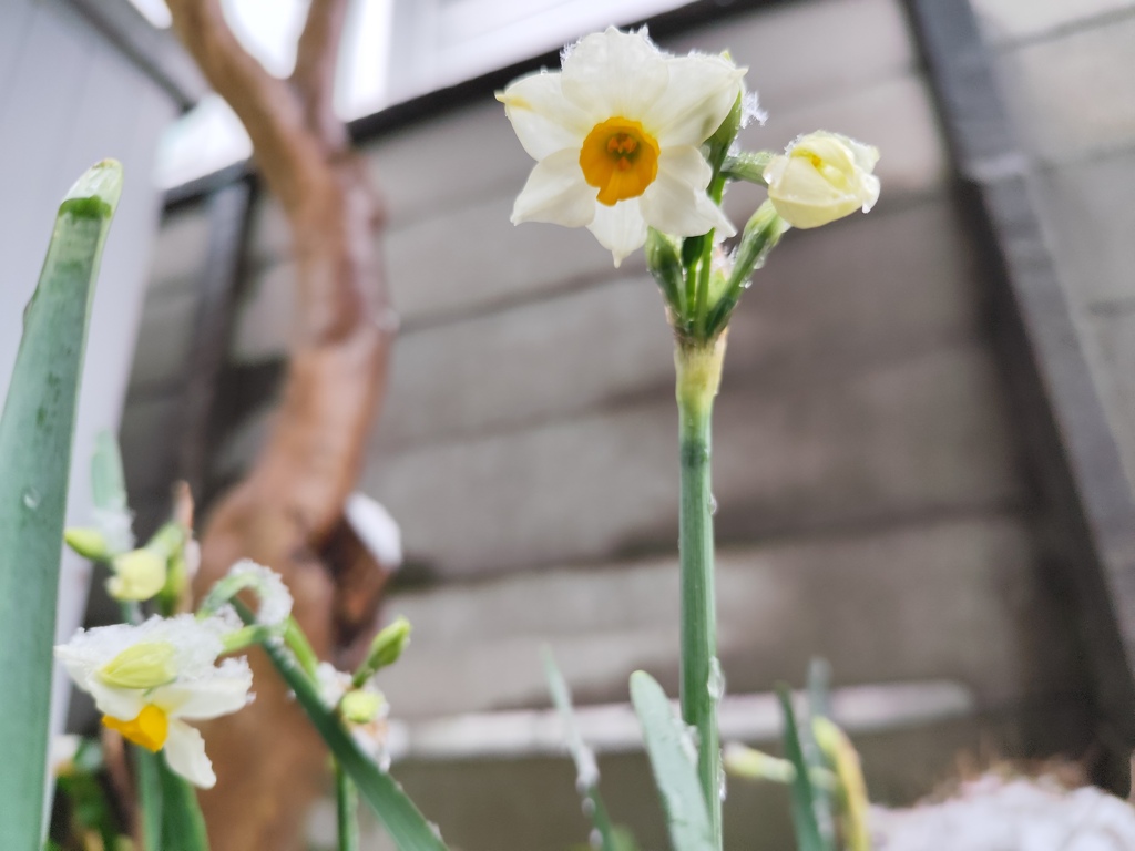 北向きに咲きます