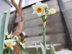 北向きに咲きます