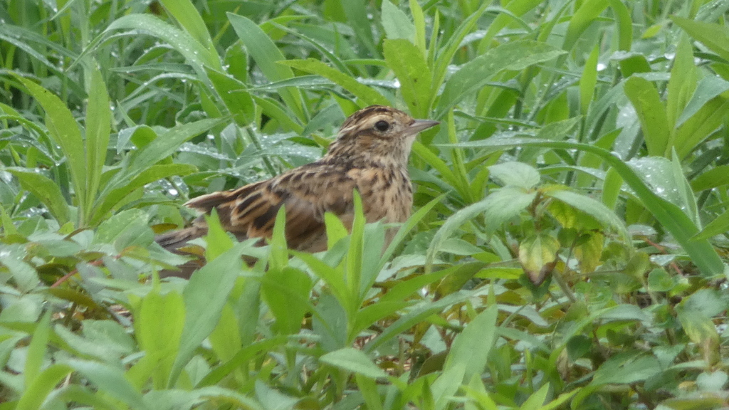 ヒバリなのかな？