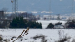 久しぶりの河原