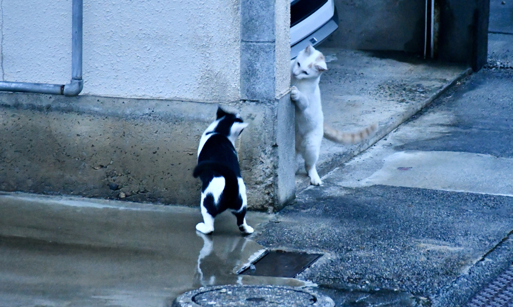 ハチ子が来た