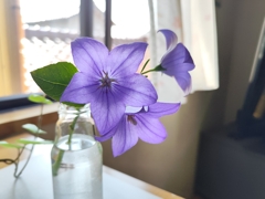 朝の風