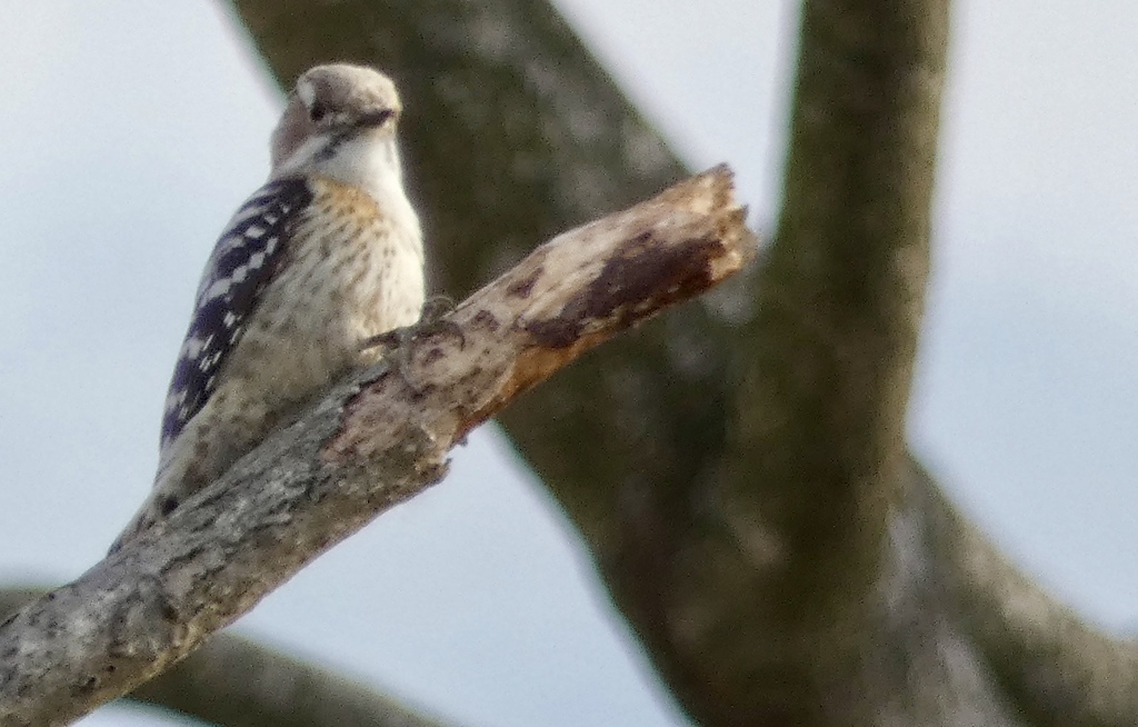 コゲラ、顔あげて〜