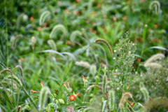 ９月の草たち