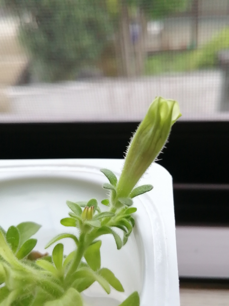 予告編〜また咲きます