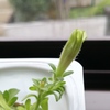 予告編〜また咲きます