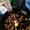パキラ種まき6日後。