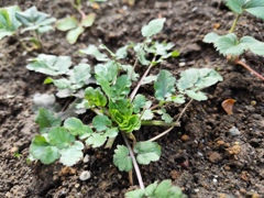 冬から春に向けて