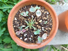 芽生えの頃　ミセバヤと松葉ボタン