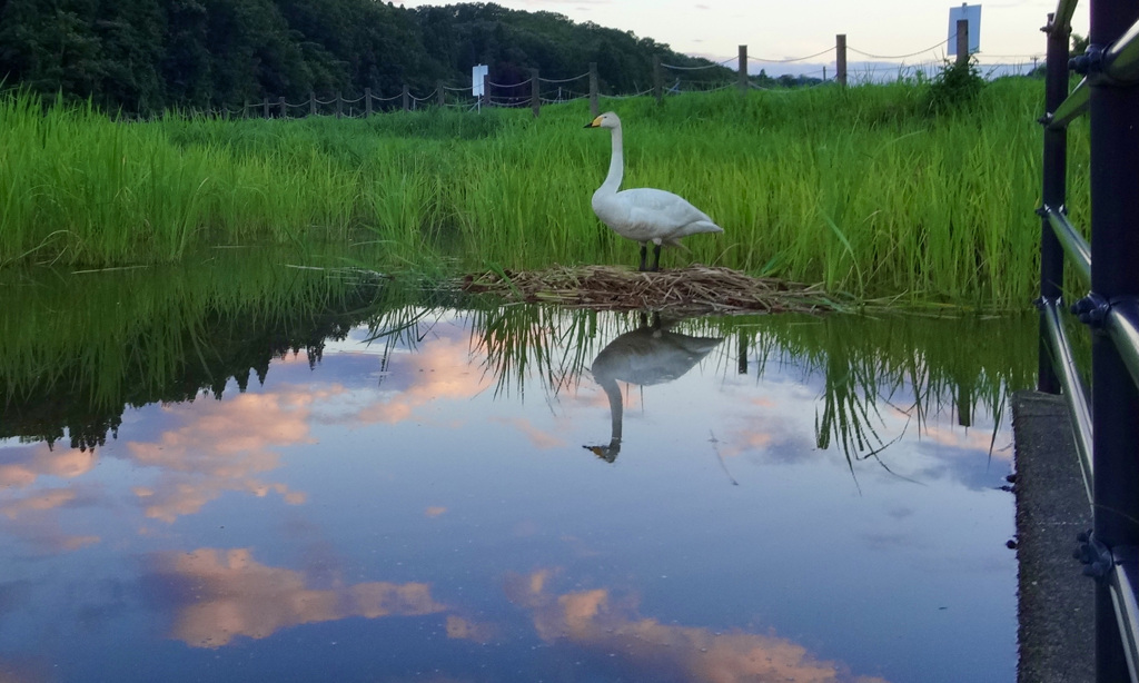 初夏のケガさん