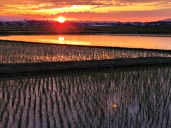 夕陽に照らされ