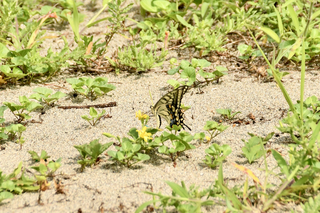 浜辺にて