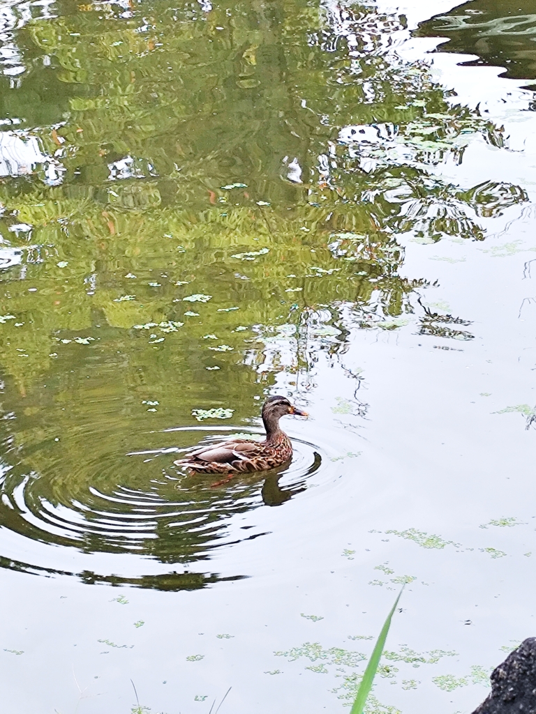 円山公園にて