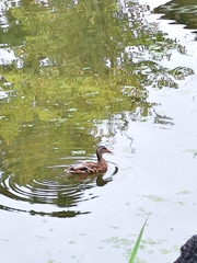 円山公園にて