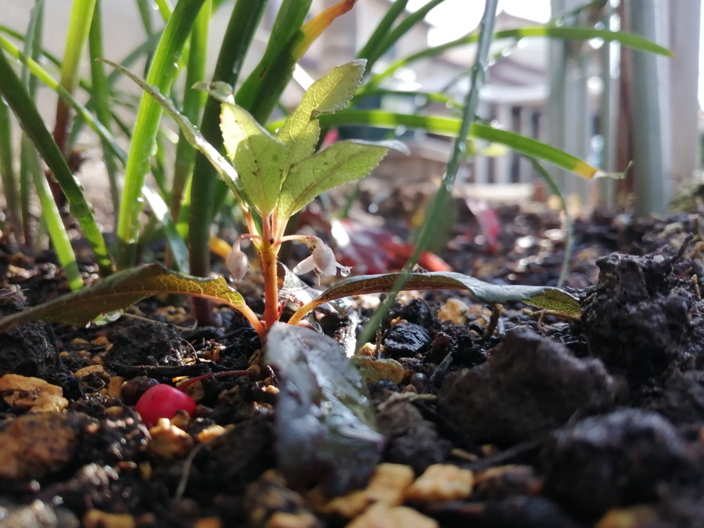 ヤブコウジ〜白花と赤実