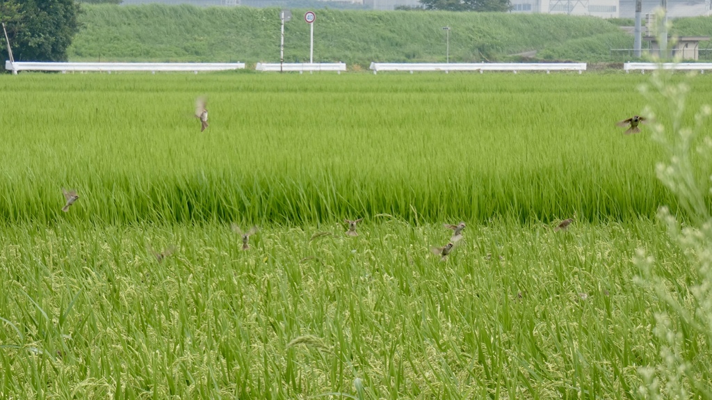 緑の景色