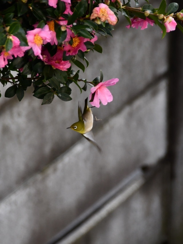 うちにもメジロが来てた…！