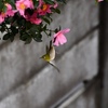 うちにもメジロが来てた…！