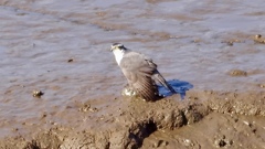 水抜きされた池で