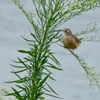 ホオジロ幼鳥・ひとりっ子？