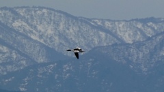 カワアイサ行ったり来たり