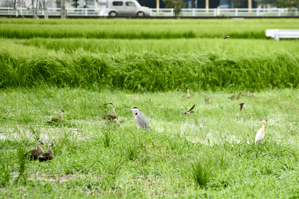 なんでも居ます状態