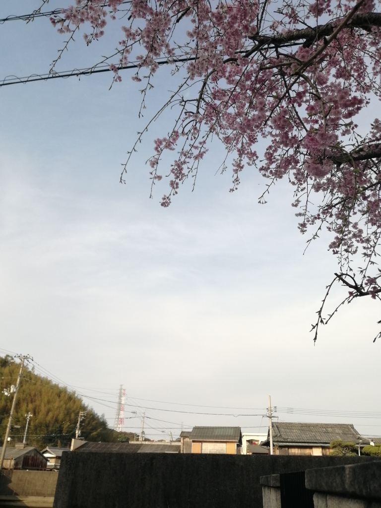 港町の桜