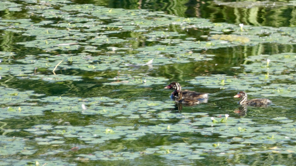 カイツブリ幼鳥さん