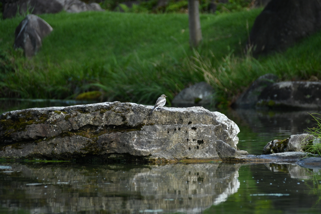 池に来たハクセキレイ幼鳥さん