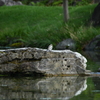 池に来たハクセキレイ幼鳥さん